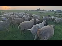 نعجة, الأغنام — الصورة 2
