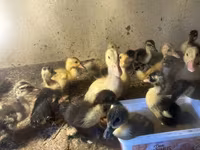 Ducks — photo 2