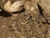 डोमेस्टिक मस्कोवी — फ़ोटो 8