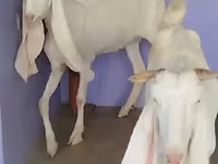 Ziege, Gulabi goats — Foto 3