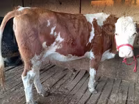 Cow, Simmental cattle — photo 2