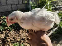 Chickens — photo 1