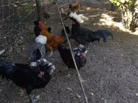Chickens — 2-rasm