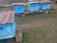 Arı ailəsi və komplekt pətəklər satılır Bakfast və yerli Qafqaz sortu — foto 1