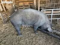 Locha, Дюрок — zdjęcie 5