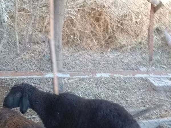 Ram, Sheep
