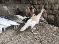 Turkeys — foto 1