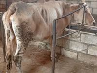 Cow, Simmental cattle — photo 3