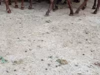 Dişi keçi, Murcia-Granada goats — foto 4