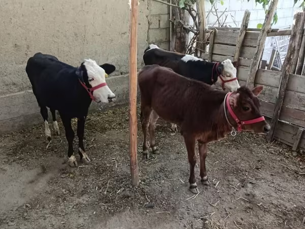 Уй эти (партия, жынысы көрсөтүлгөн эмес), Казак акбаш уйу