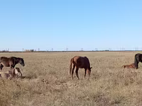 Madyan, Atlar — foto 1
