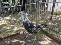 Araucana — Foto 1