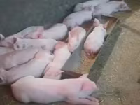 Eber, Schweine — Foto 1