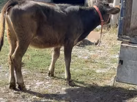 गाय, अलाताऊ नस्ल — फ़ोटो 2