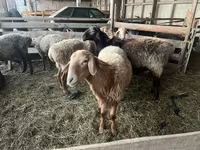Qoç, Arashan sheep — foto 4