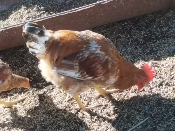 Chickens