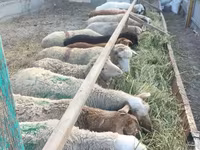 Oveja, Ovejas — foto 5
