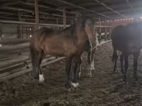 Horse (M), Horses — photo 1