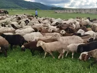 Sheep, Sheep — photo 3