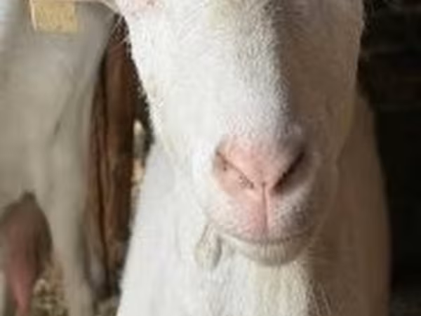 母羊, Sheep