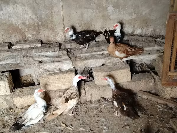 Ducks — Azərbaycan