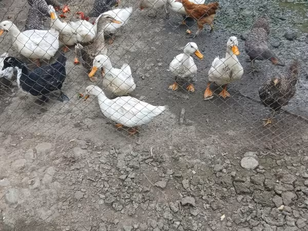 Chickens — Azerbaijan