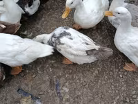 Alman Pekin — foto 2