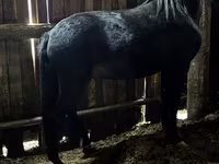Caballo, Caballos — foto 2