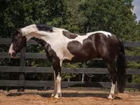 Hengst, Friesian — Foto 5