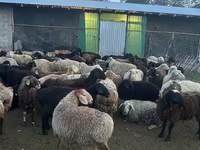 Qoç, Qoyunlar — foto 6