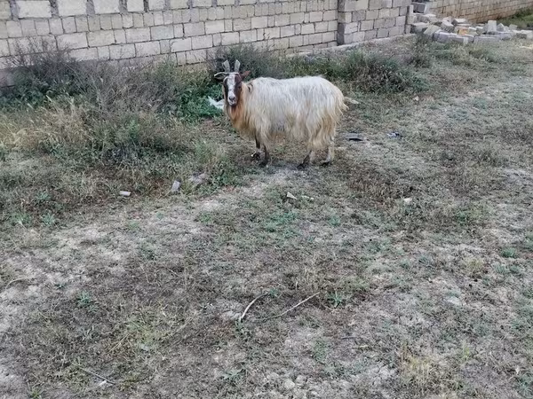 Billy Goat, Goats — Azerbaijan