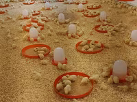 Chickens — foto 2