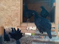 Ayam Cemani — Foto 3