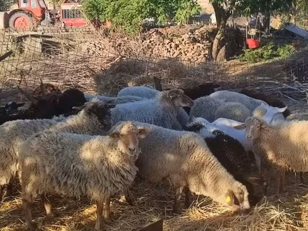 Qo‘ylar (partiya, jinsi ko‘rsatilmagan), Dorper sheep