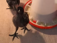 Chickens — photo 7