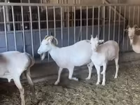 Dişi keçi, Pomellata goat — foto 4