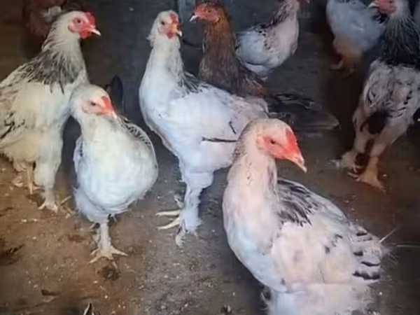 Brahma — Azerbaijan