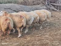 Qoyunlar (partiya, cinsi göstərilməyib), Qoyunlar — foto 3