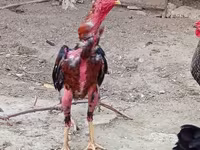 Chickens — photo 7