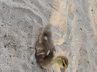 Ducks — photo 2