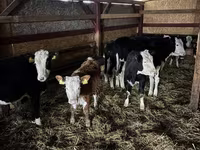 Cow, Simmental cattle — photo 2