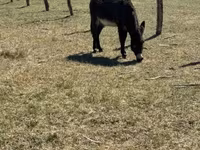 Cavalo, Kerry Bog Pony — foto 3