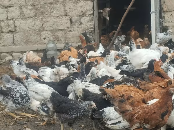 Chickens
