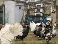 Geniş Sinəli Ağ — foto 2