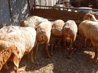 Ram, Rhon sheep — photo 2