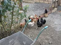 Chickens — foto 1