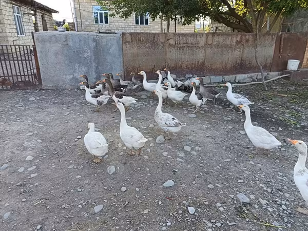 Geese — Azerbaijan