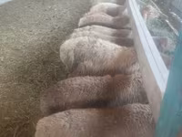 Oveja, Ovejas — foto 1