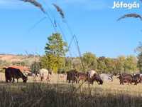 Vaca, Bovinos — foto 1