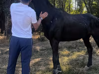 At, Russian warmblood — foto 1